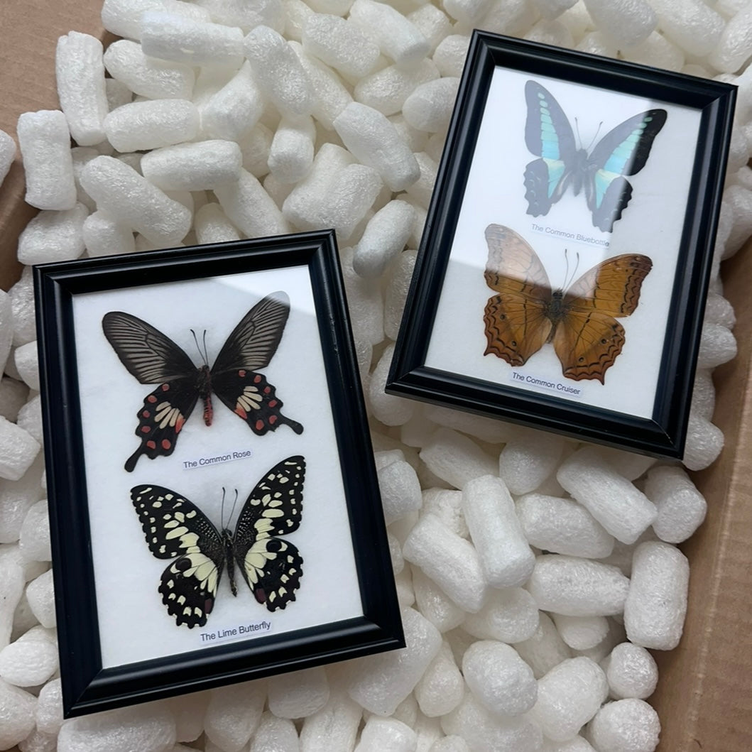 Framed Butterflies - Set of 2 Butterflies • One Frame