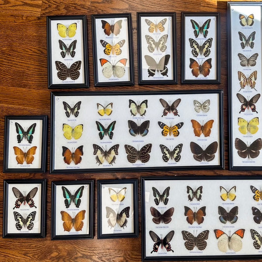 Framed Butterflies - Set of 3