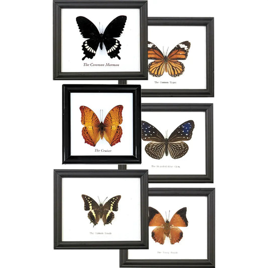 Single Butterfly Specimen Frame